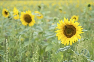 Flowering Sunflower (Helianthus annuus), Hesse, Germany, Europe