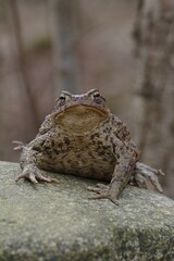 Common Toad (Bufo bufo), female during mating season, Schleswig-Holstein, Germany, Europe