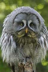 Great grey owl (Strix nebulosa), fluffed up, animal portrait, France, Europe