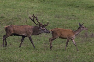 Red deer (Cervus elaphus), rutting behavior, Arnsberg Forest, North Rhine-Westphalia, Germany, Europe