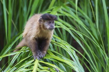 Tufted Capuchin, Black-capped Capuchin or Brown Capuchin (Cebus apella), in a palm tree, Mato Grosso do Sul, Brazil, South America