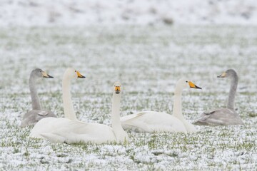 Whooper swans (Cygnus cygnus) with chicks, sitting in snow, Emsland, Lower Saxony, Germany, Europe