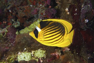 Diagonal butterflyfish (Chaetodon fasciatus), St Johns reef dive site, Saint Johns, Red Sea, Egypt, Africa