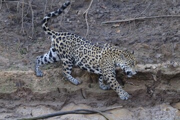 Young Jaguar (Panthera onca) walking on a riverbank, Cuiaba river, Pantanal, Mato Grosso, Brazil, South America