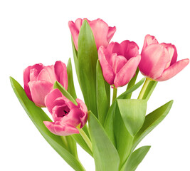 bouquet of pink tulips with leaves; close-up on white isolated background