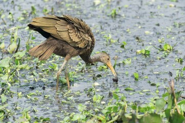 Limpkin (Aramus guarauna) feeding on snail, Pantanal, Mato Grosso, Brazil, South America