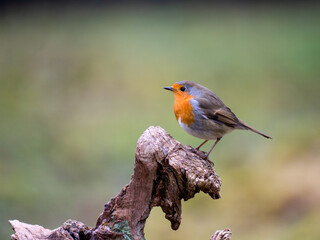 Fototapeta premium Rotkehlchen&nbsp;(Erithacus rubecula)
