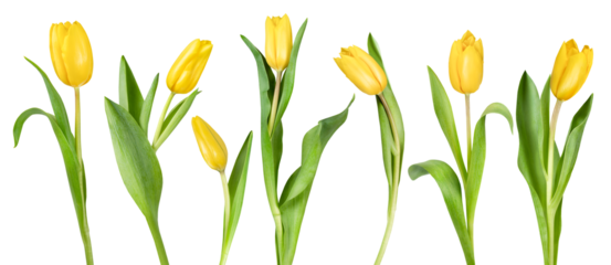 seven yellow tulips with leaves in a row on a white isolated background
