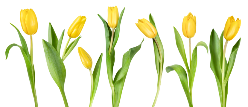 seven yellow tulips with leaves in a row on a white isolated background