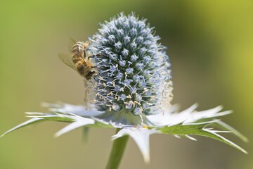 Miss Willmott's ghost (Eryngium giganteum) with European honey bee (Apis mellifera), Emsland, Lower...