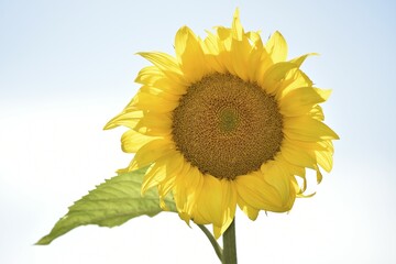 Obraz premium Sunflower (Helianthus annuus) against a blue sky