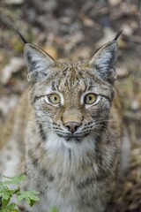 Eurasian lynx (Lynx lynx), portrait, Parc Animalier de Sainte-Croix, near Rhodes, Moselle, Lorraine, France, Europe