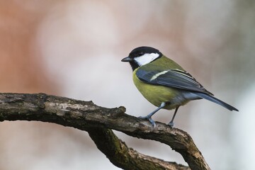Great tit (Parus major), sitting on a branch, Emsland, Lower Saxony, Germany, Europe