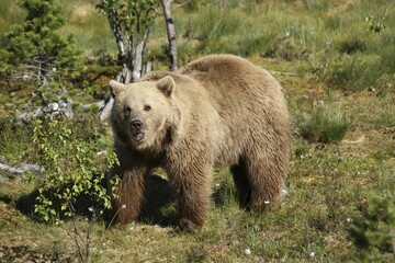 European brown bear (Ursus arctos) captive, Norway, Europe