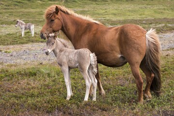 Obraz premium Icelandic horses (Equus islandicus), mare and colt foal standing on a paddock, Iceland, Europe