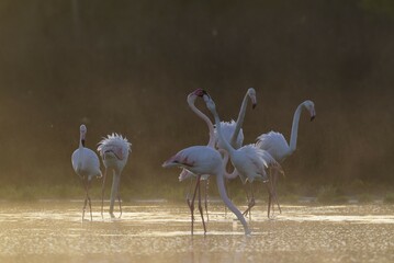Greater Flamingo (Phoenicopterus roseus), feeding and quarrelling at a cold and misty morning, at the Laguna de Fuente de Piedra, Malaga province province, Andalusia, Spain, Europe
