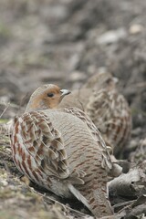 Grey- or English Partridge (Perdix perdix) in furrow
