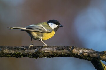 Great tit (Parus major), sitting on a branch, Emsland, Lower Saxony, Germany, Europe