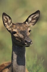 Red Deer calf (Cervus elaphus)