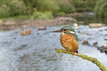 Eurasian kingfisher (Alcedo atthis), male sitting on branch beside river, Hesse, Germany, Europe