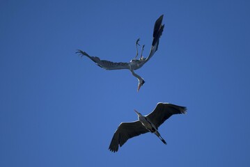 Grey heron (Ardea cinerea) attacking conspecific in the air, Baden-Württemberg, Germany, Europe