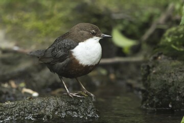 White-throated Dipper (Cinclus cinclus) standing on stone, Hesse, Germany, Europe