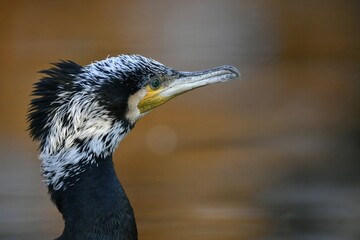 Great cormorant (Phalacrocorax carbo) in winter plumage, portrait, Baden-Württemberg, Germany, Europe