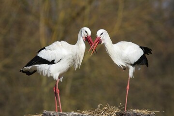 White Storks (Ciconia ciconia), pair, Münsterland, North Rhine-Westphalia, Germany, Europe
