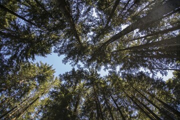 View into treetops in the coniferous forest, Zillertal, Tyrol, Austria, Europe
