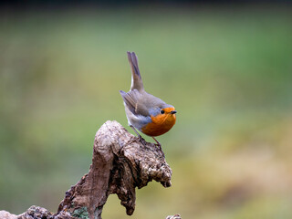 Rotkehlchen (Erithacus rubecula)