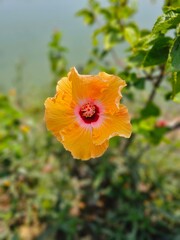 Fototapeta premium 2024 Thai Hibiscus Flower