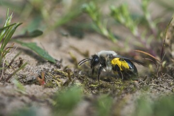 Ashy mining bee (Andrena cineraria), Emsland, Lower Saxony, Germany, Europe
