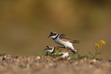 Little ringed plovers (Charadrius dubius), mating animal couple, Middle Elbe Biosphere Reserve, Dessau-Roßlau, Saxony-Anhalt, Germany, Europe