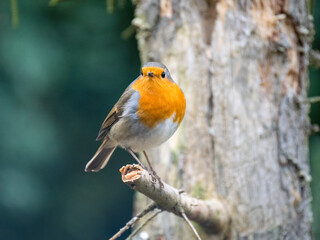 Rotkehlchen (Erithacus rubecula)
