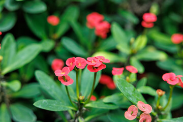 Close-up of red Euphorbia flowers in bloom