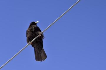 Yellow-billed Chough (Pyrrhocorax graculus) on a steel cable, Grindelwald, Switzerland, Europe