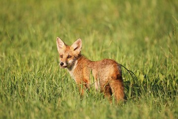 Red Fox (Vulpes vulpes) cub standing in the grass, Allgäu, Bavaria, Germany, Europe