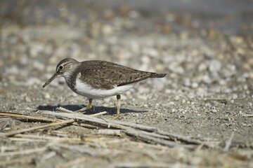 Common Sandpiper (Actitis hypoleucos), Burgenland, Austria, Europe