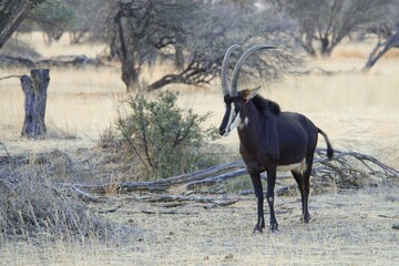 Sable antelope (Hippotragus niger), Okapuka Ranch, Windhoek district, Namibia, Africa