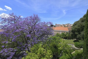 Jacaranda tree at Mae de Agua reservoir museum garden, Lisbon, Portugal, Europe