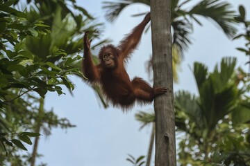 Bornean Orangutan (Pongo pygmaeus), juvenile on a tree, Singapore, Asia