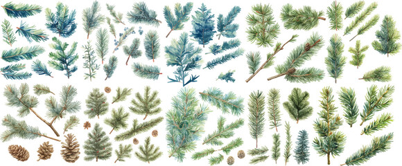pine branch watercolor clipart © dian's