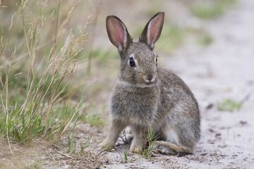 European rabbit (Oryctolagus cuniculus), young animal sits at the wayside, Emsland, Lower Saxony, Germany, Europe