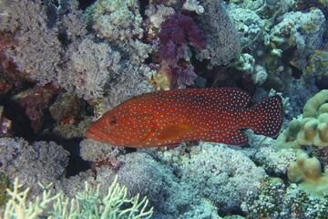 Vermillion seabass (Cephalopholis miniata), St. Johns Reef dive site, Red Sea, Egypt, Africa