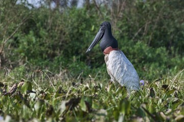 Jabiru (Jabiru mycteria) standing in the swamp, Pantanal, Mato Grosso, Brazil, South America