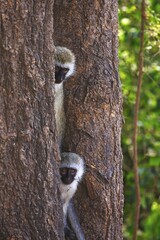 Vervet monkey (Chlorocebus pygerythrus) sitting between tree trunks, Lake Manyara National Park, Tanzania, Africa