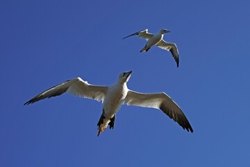Obraz premium Northern gannet (Sula bassana) flying, Helgoland, Schleswig-Holstein, Germany, Europe