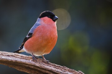 Eurasian bullfinch (Pyrrhula pyrrhula), male sits on deadwood, Emsland, Lower Saxony, Germany,...