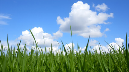 Obraz premium Green grass and blue sky with white clouds