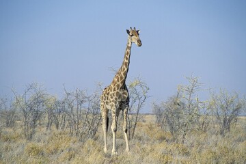 Giraffe in Etosha National Park Namibia